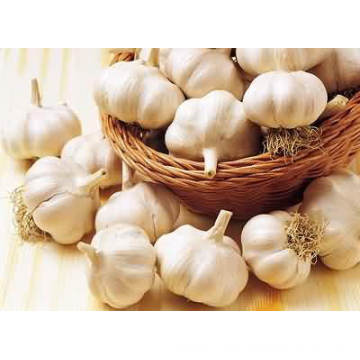 5.0cm Pure White Garlic for European Market